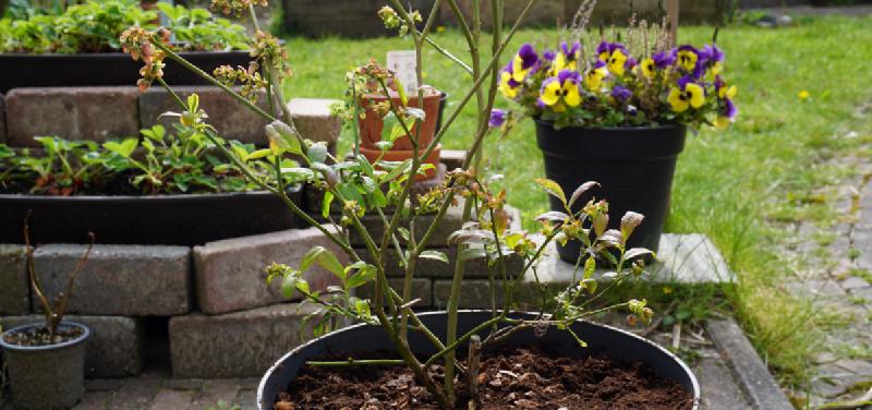 Featured image of post Blueberry Bush