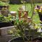 Blueberry Bush