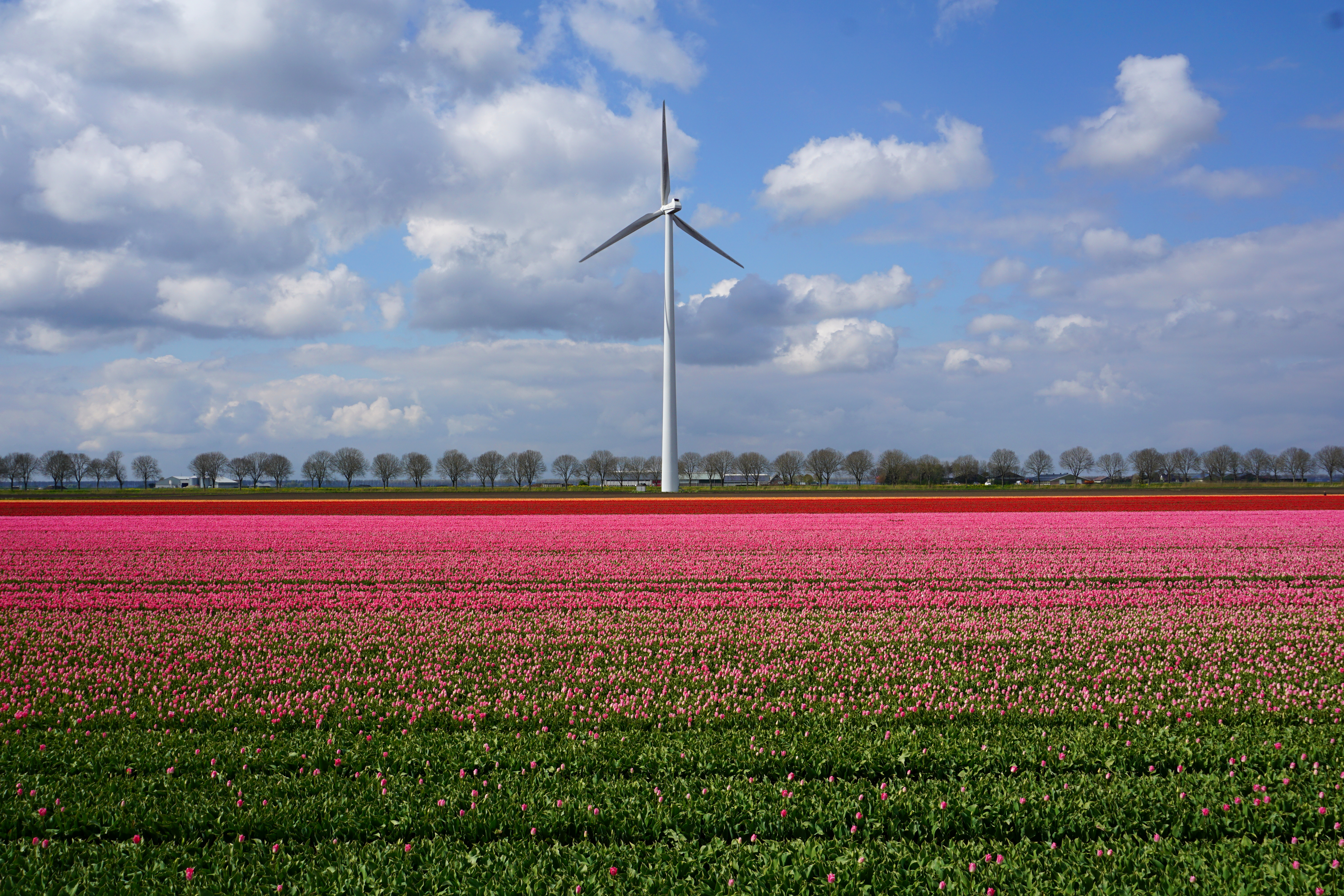 Tulip field, composition in pink, red and yellow