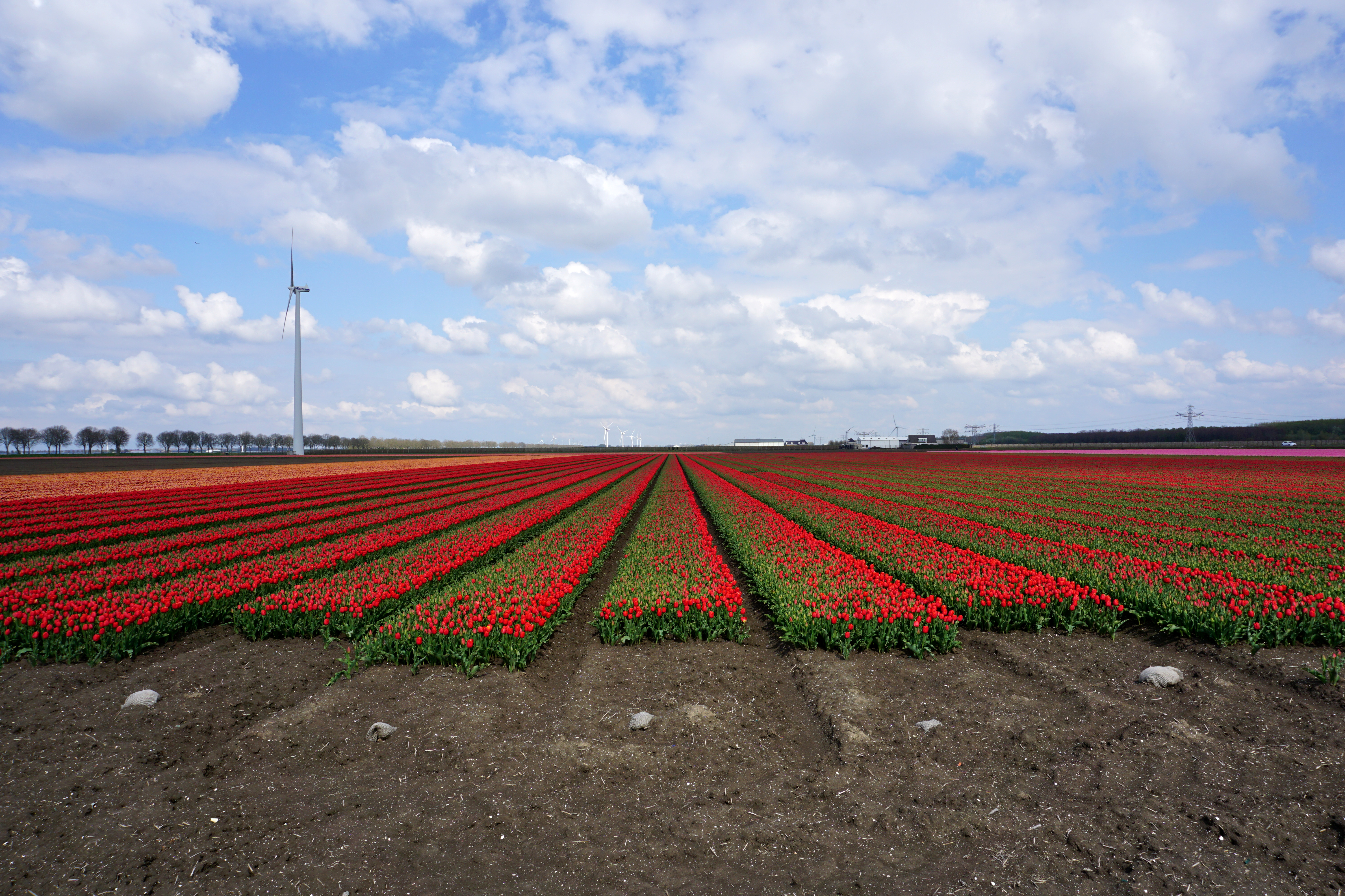 Tulip field, composition mostly in green and red