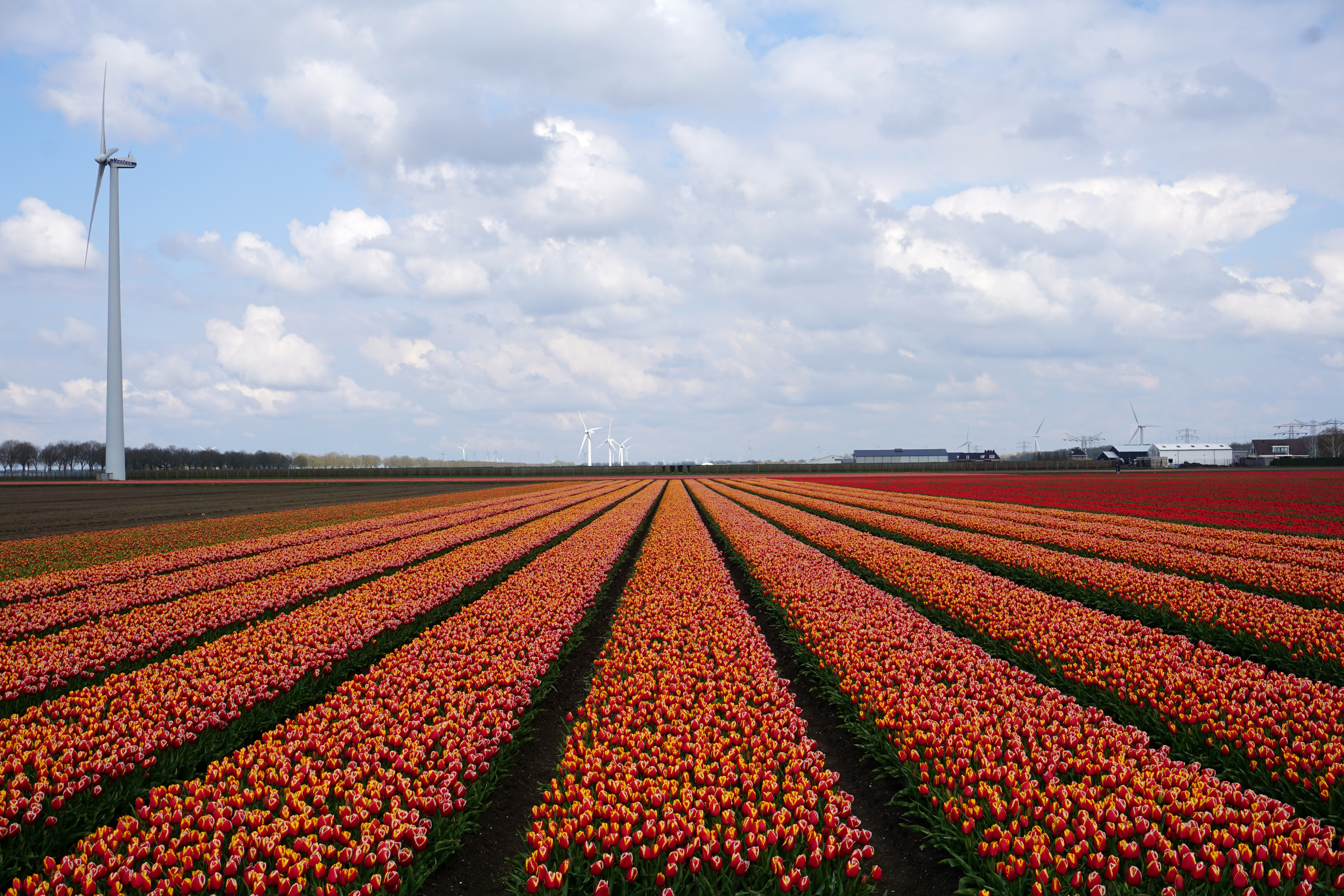 Tulip field, composition in orange and red