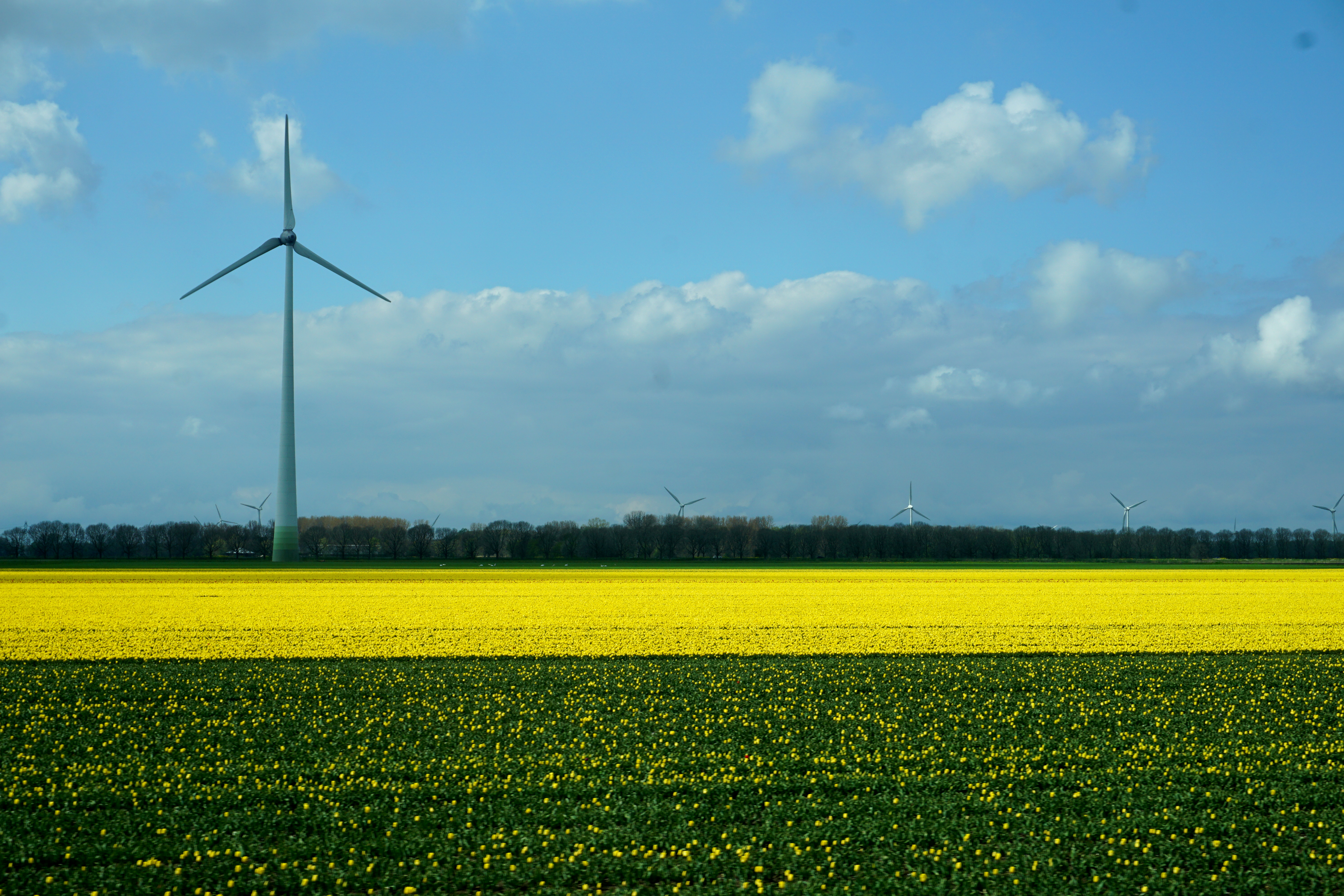 Tulip field, composition in yellow