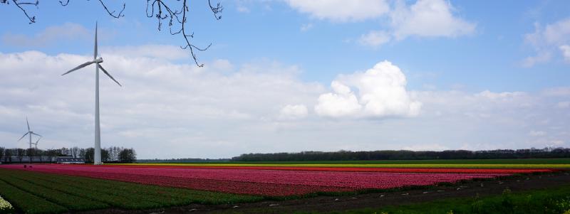 Featured image of post Tuliproute Almere