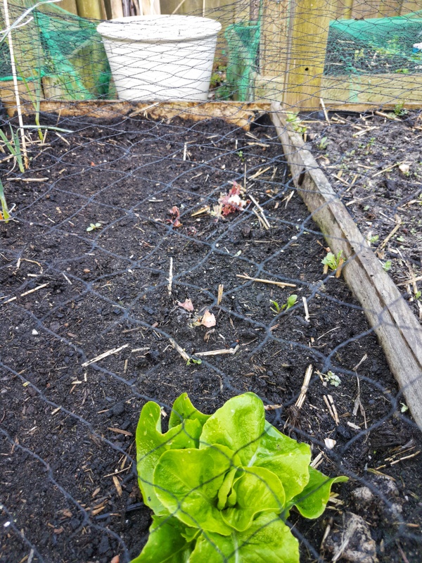 Vegetable beed with one proud salad and three eaten salad plants, where only parts of the stem remained