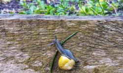 Featured image of post Slug Invasion