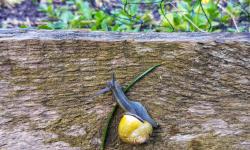 Featured image of post Slug Invasion