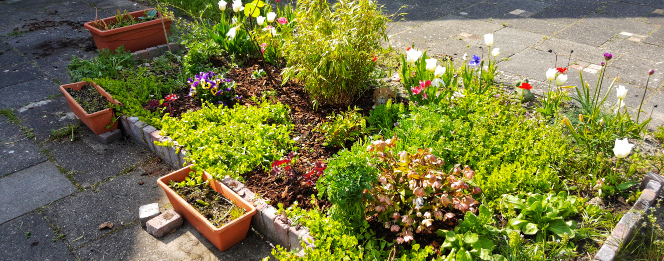 Improving our front-yard garden