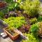 Improving our front-yard garden