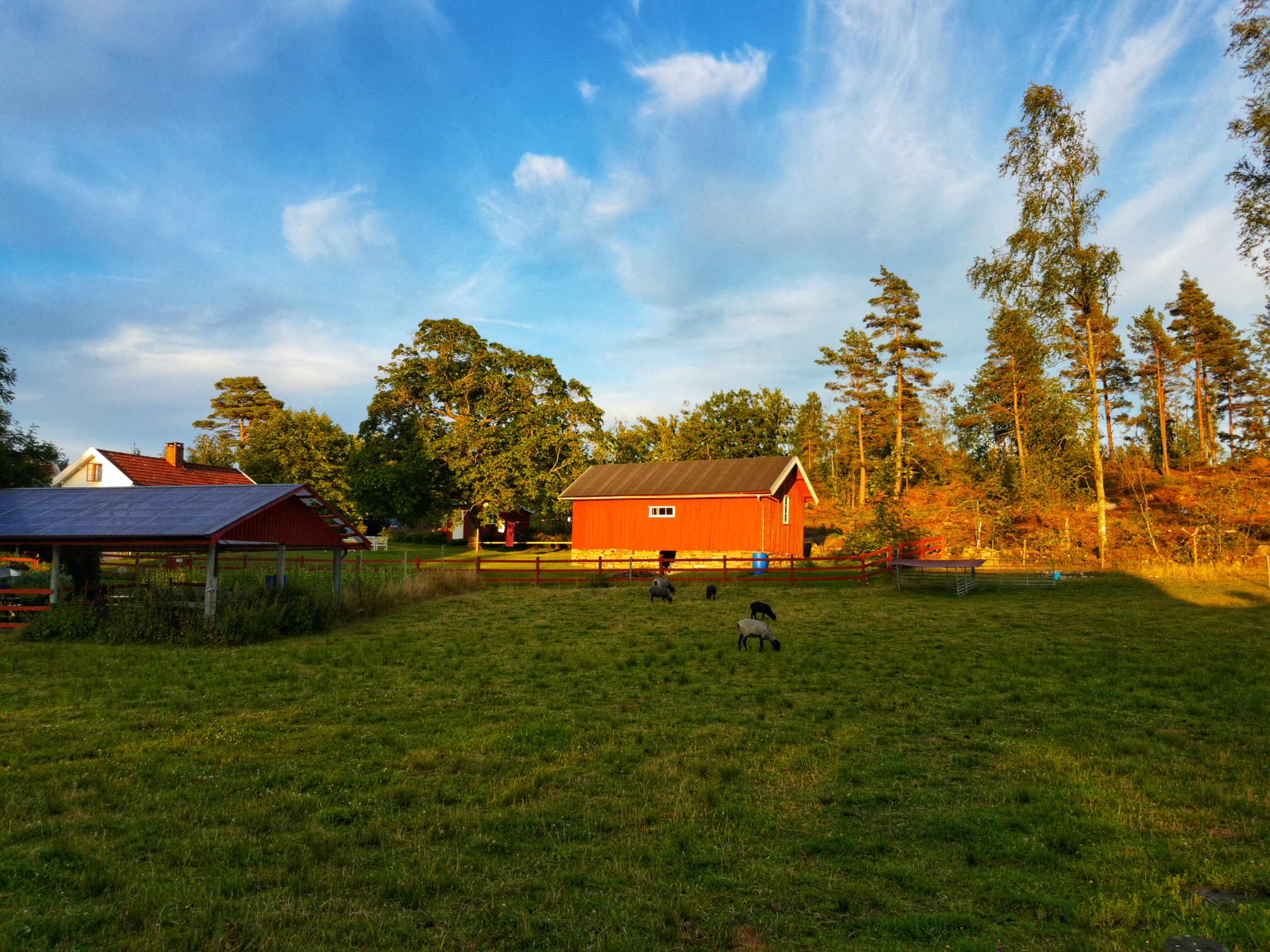 Red little farmhouse next to a white house. In the foreground are some black and gray sheep grazing