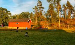 Featured image of post Töllås Fårgård
