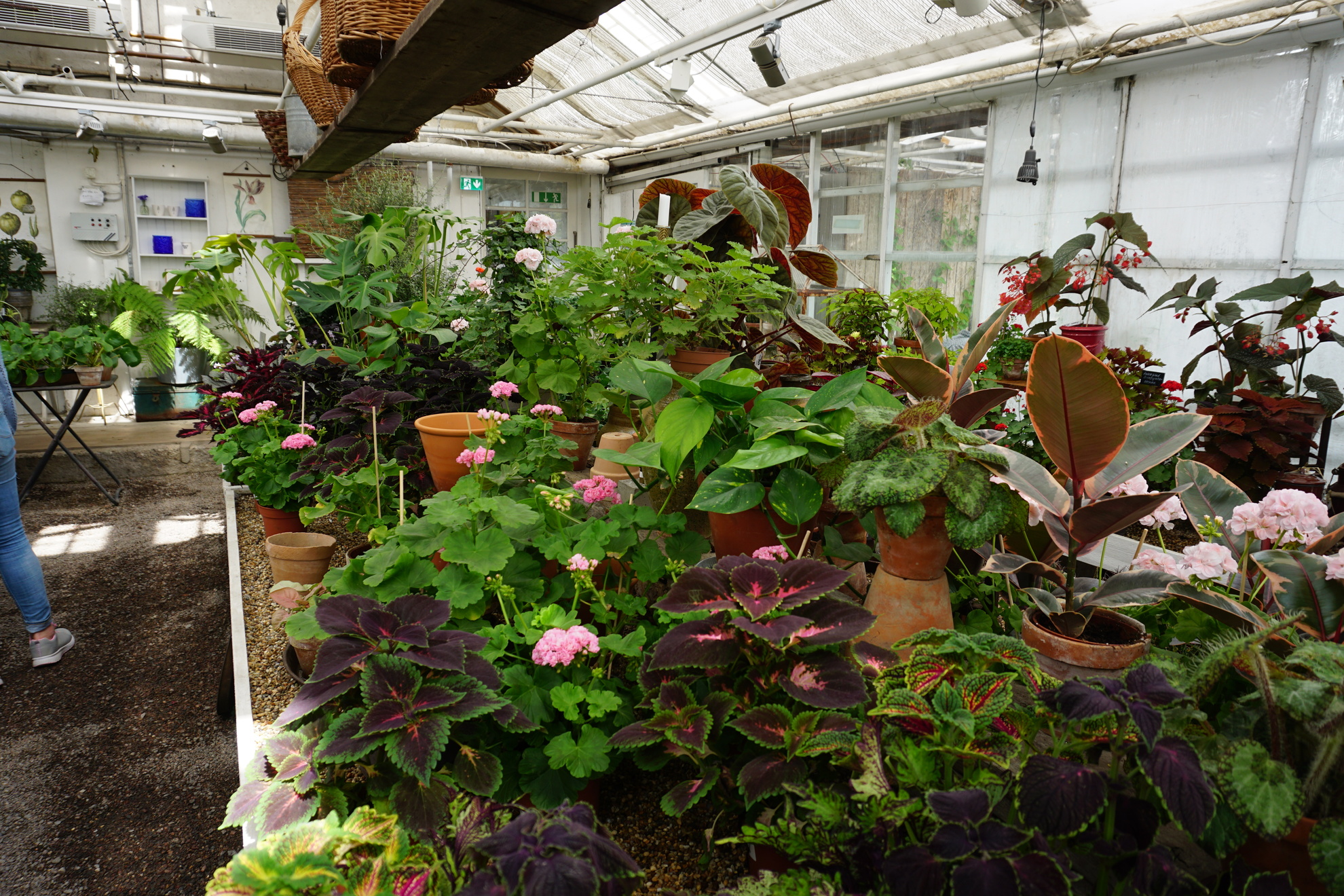 Various plants from one of the greenhouses