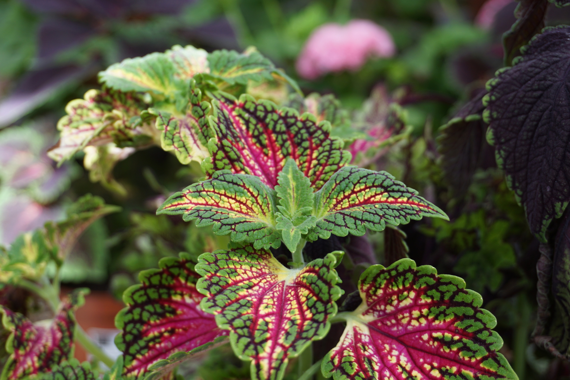 One particular beautiful dead-nettle with red-green leaves