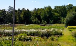 Featured image of post Rosendals Trädgårdskafé