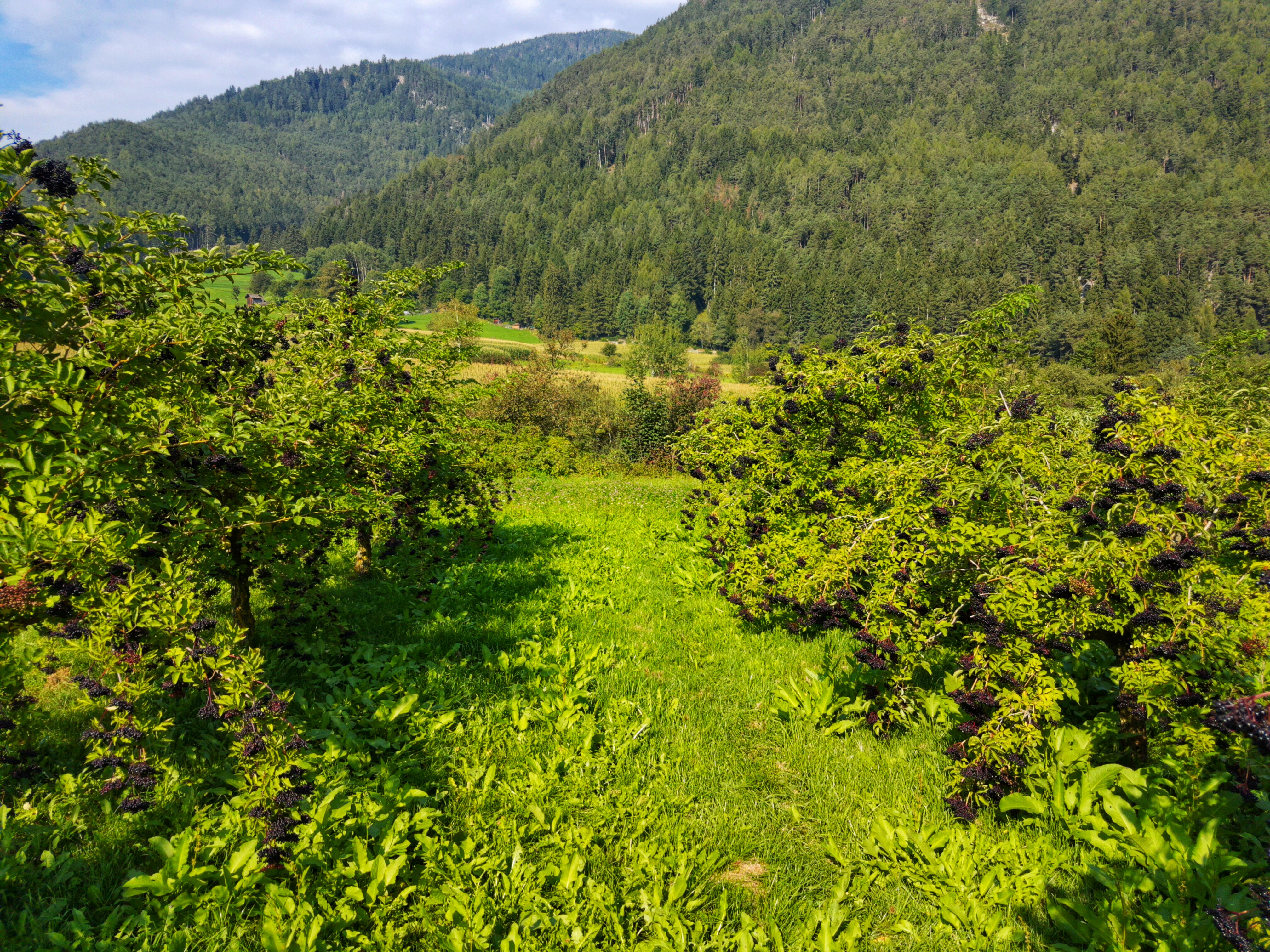 Elderberry field