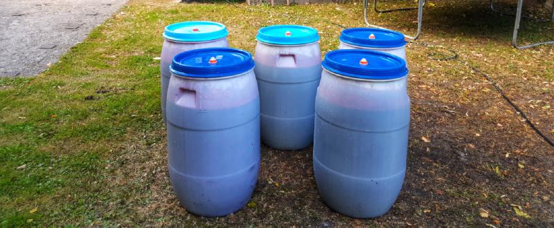 Featured image of post Blubb - Fermentation of Elderberries