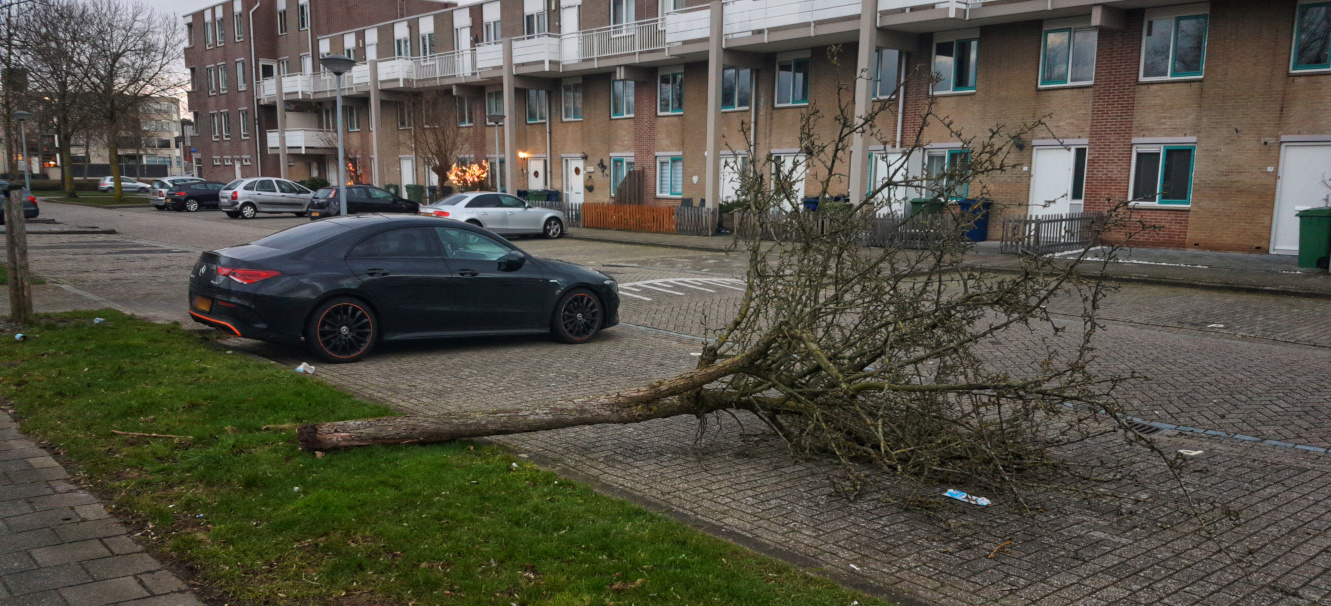 A fallen tree (Already on the 17.02)