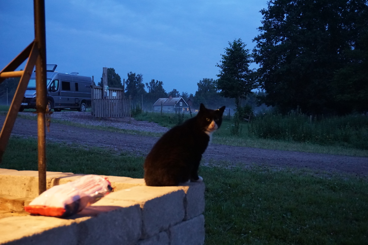 Friendly visitor begging for pets and food