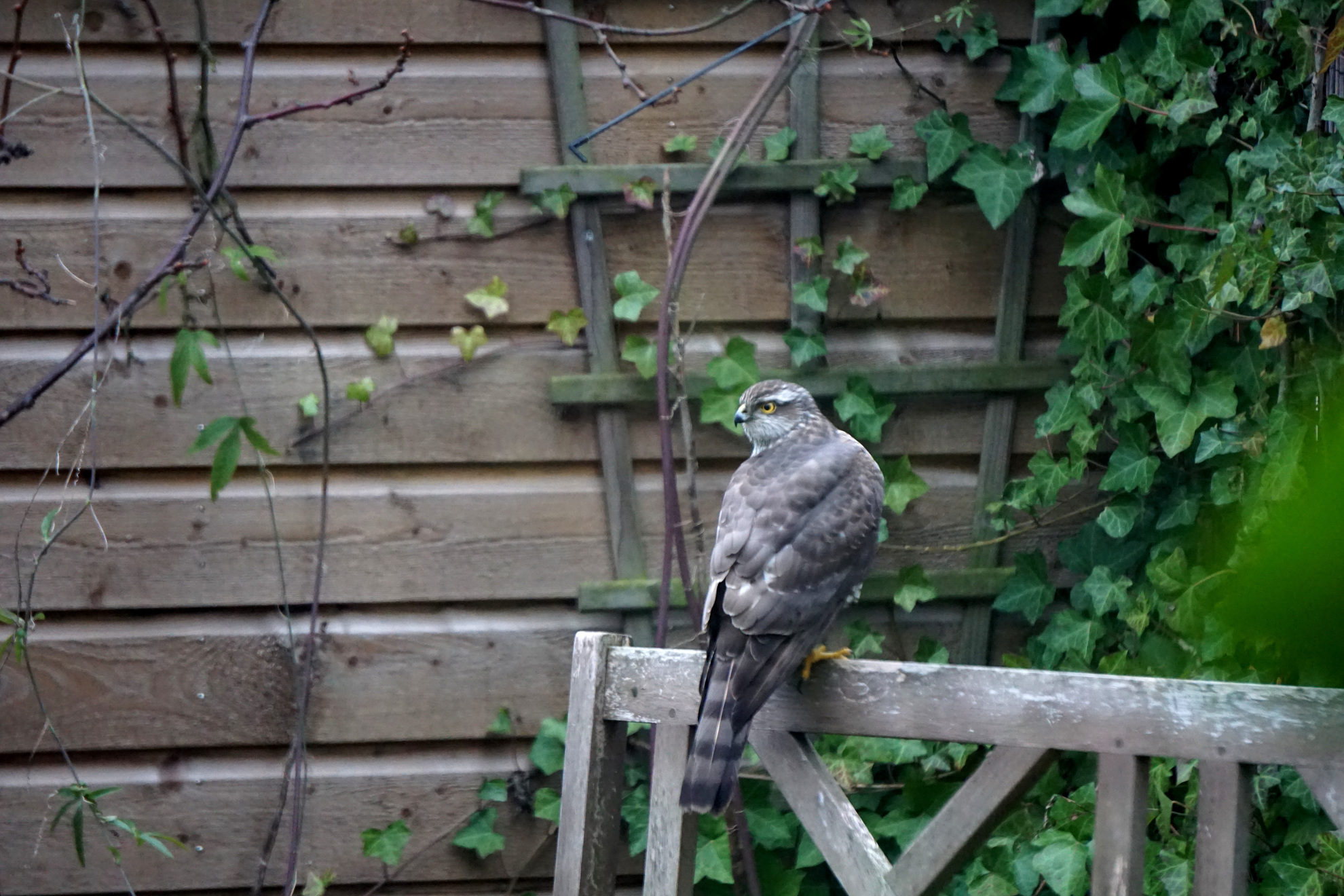 Sparrowhawk on our garden bench