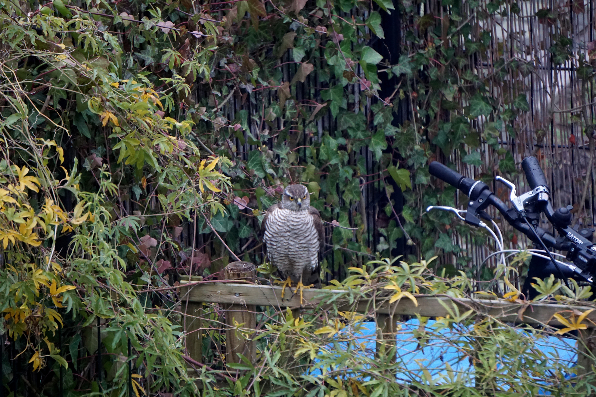 Sparrowhawk on a wooden structure