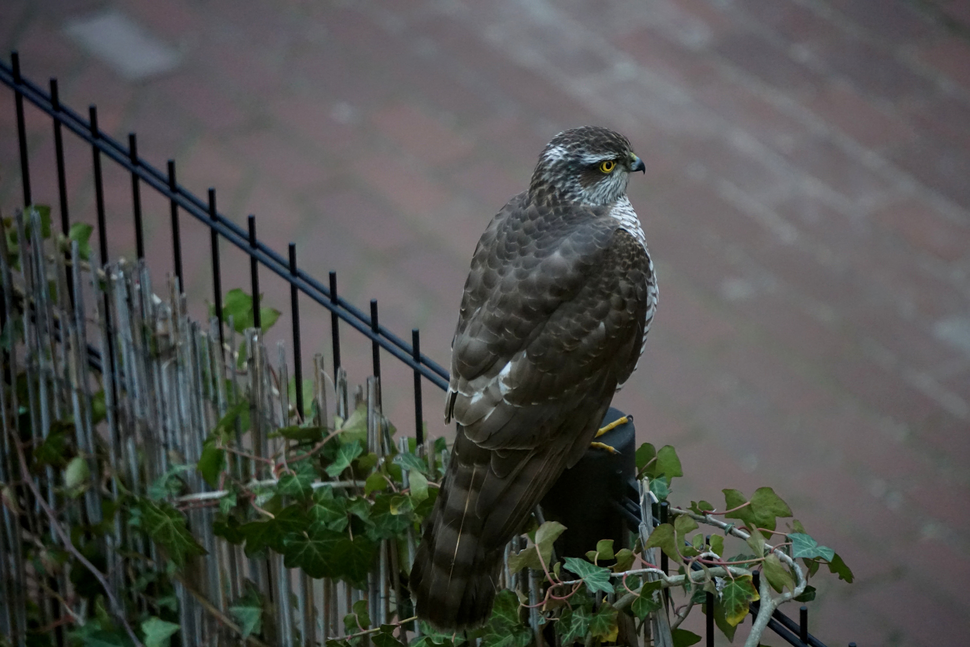 Sparrowhawk on iron fence, looking forward