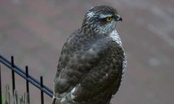 Featured image of post Sparrowhawk visitor