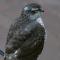Sparrowhawk visitor