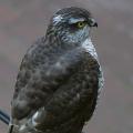 Sparrowhawk visitor