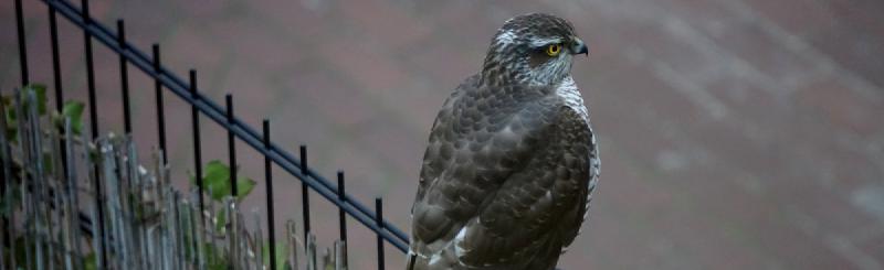 Featured image of post Sparrowhawk visitor