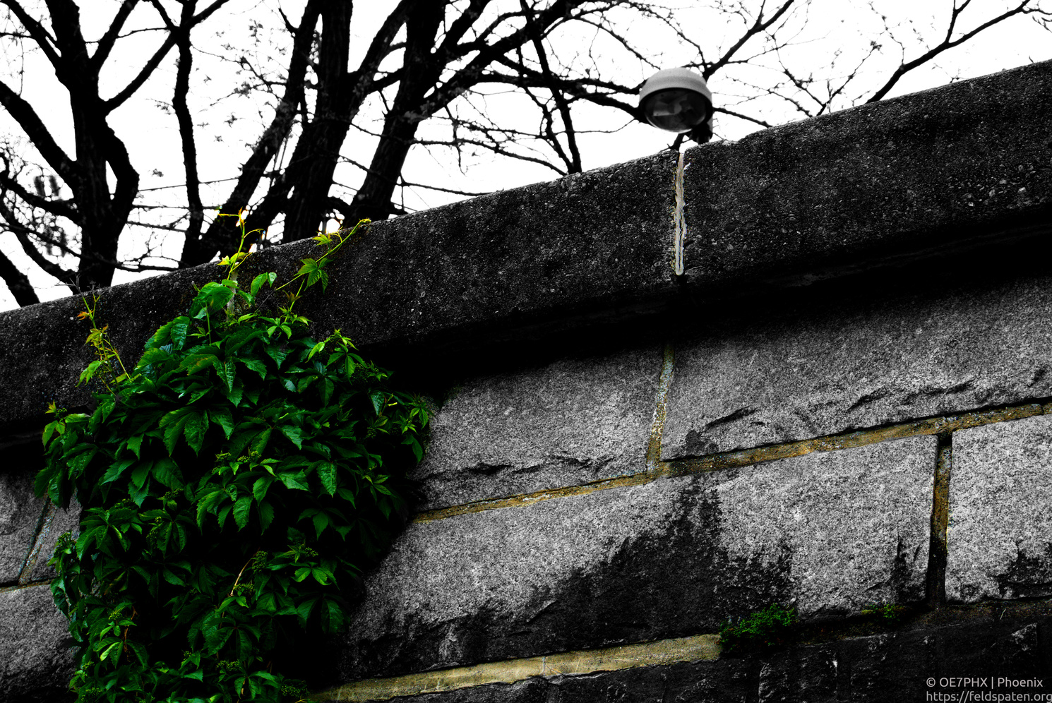 Plant on wall