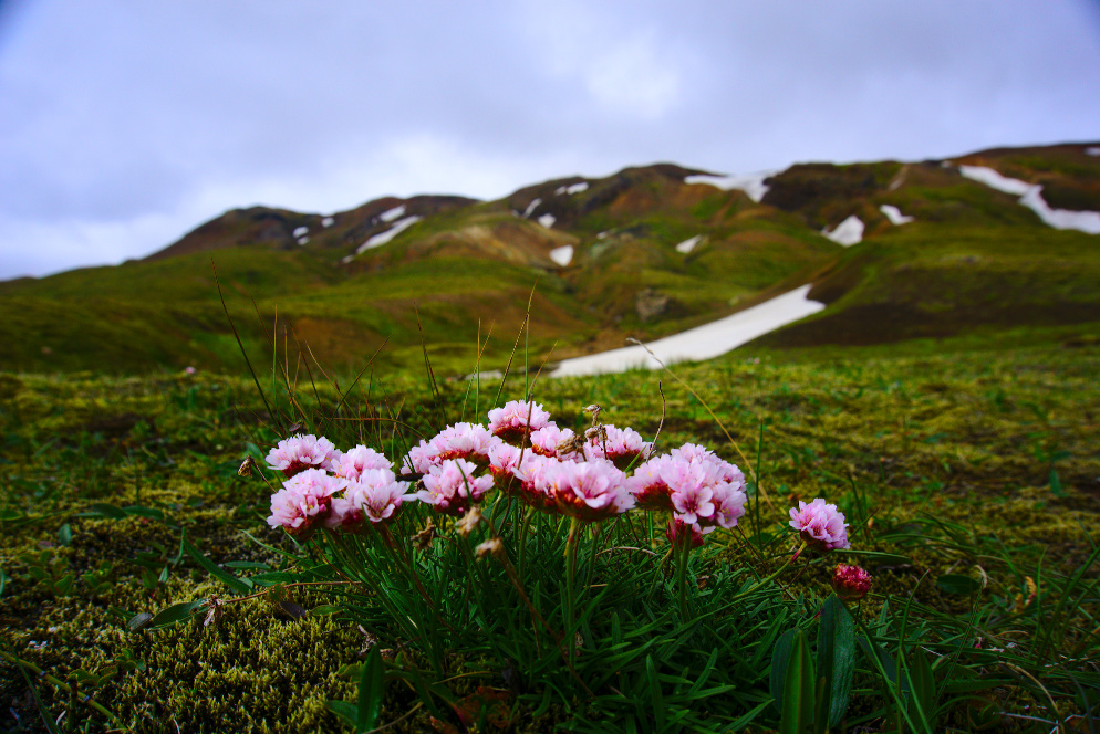 Flowers