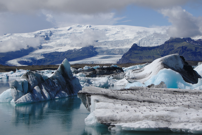 Bird breeding on a floating iceberg