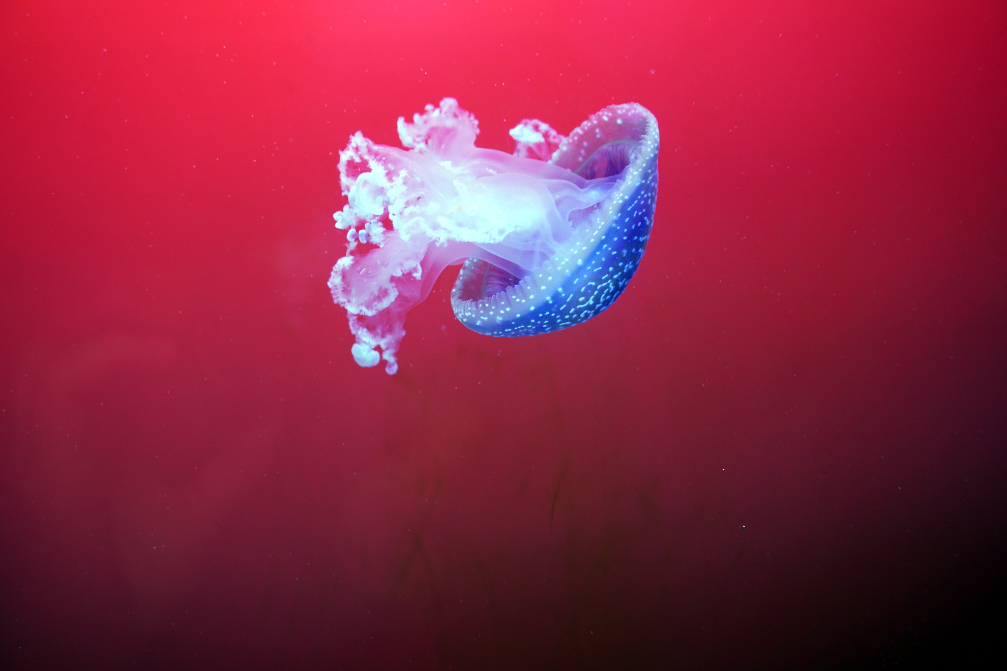 Jellyfish