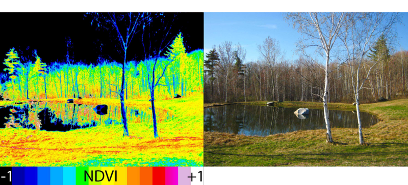 NDVI example picture