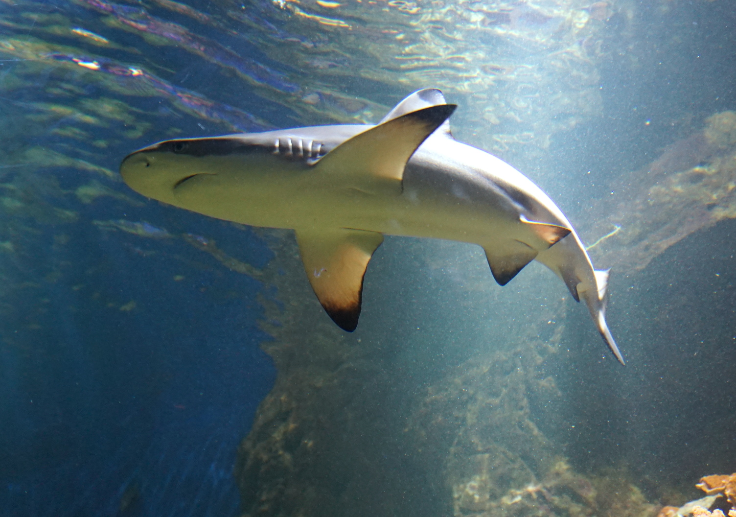 Shark in Aquarium