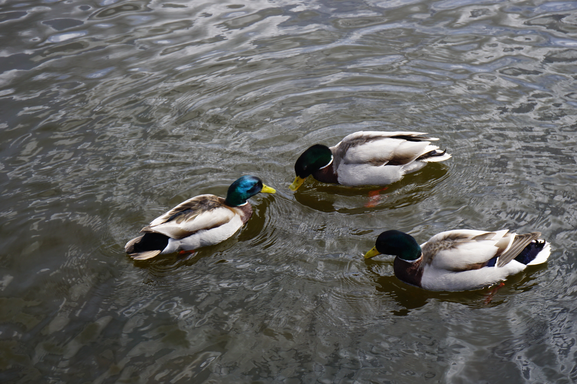 Group of ducks, contemplating doom