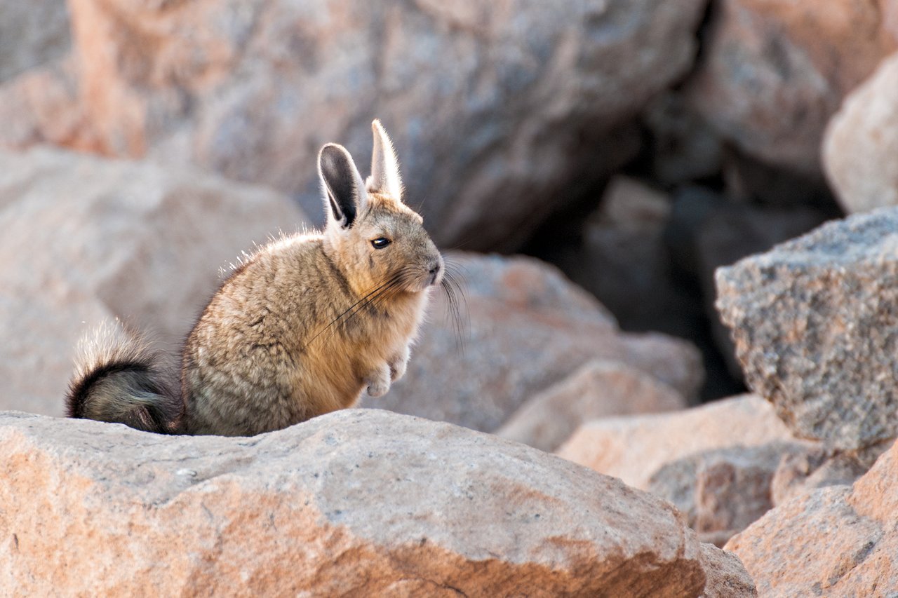 Featured image of post Viscacha